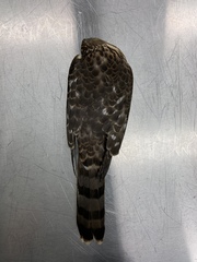 Accipiter cooperii
