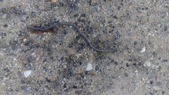 Epictia borapeliotes