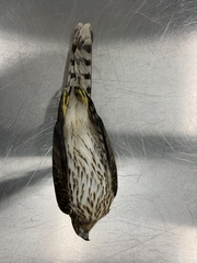 Accipiter cooperii
