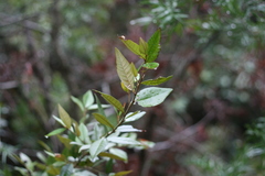 Trichocladus ellipticus