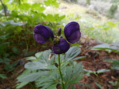 Aconitum tauricum