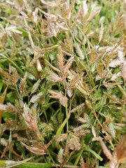 Eragrostis hypnoides