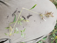 Eragrostis hypnoides