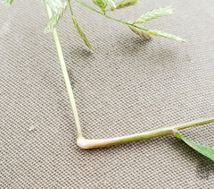 Eragrostis hypnoides