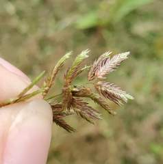 Eragrostis hypnoides