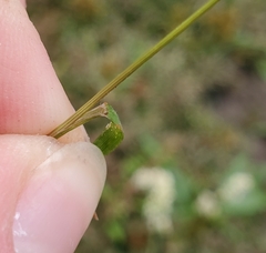 Eragrostis hypnoides