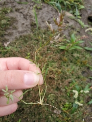 Eragrostis hypnoides