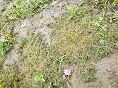 Eragrostis hypnoides