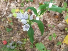 Gentiana decora