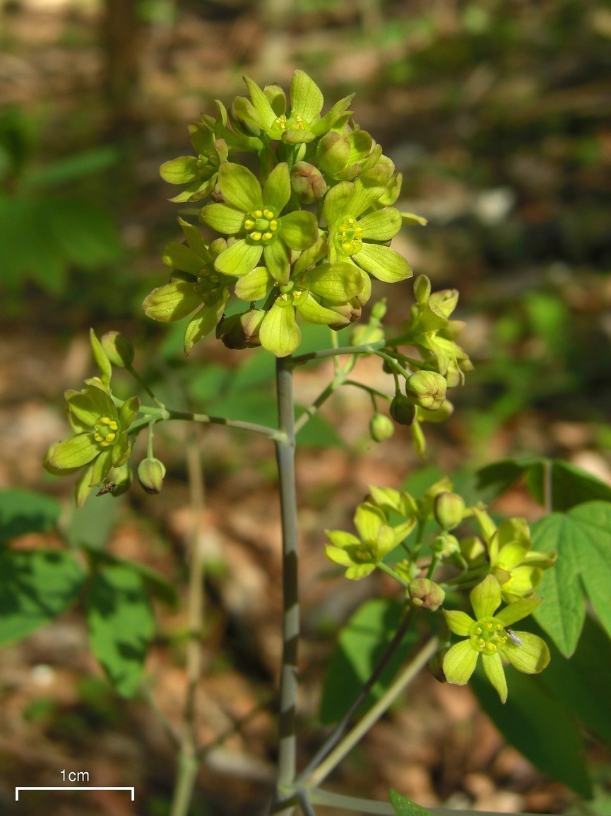Caulophyllum thalictroides
