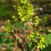 Blue Cohosh - Photo (c) Jason Hollinger, some rights reserved (CC BY)