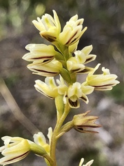 Prasophyllum cyphochilum