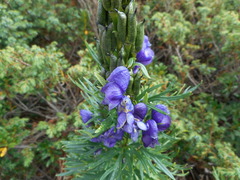 Aconitum tauricum