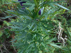 Aconitum tauricum