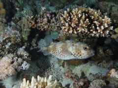 Cyclichthys spilostylus