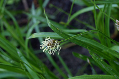 Carex nervina