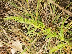 Rumex stenophyllus