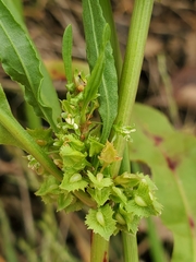 Rumex stenophyllus