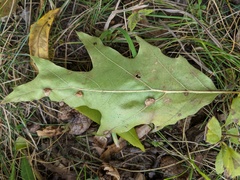 Macrodiplosis majalis