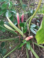 Philodendron cordatum