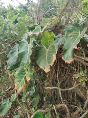 Philodendron cordatum