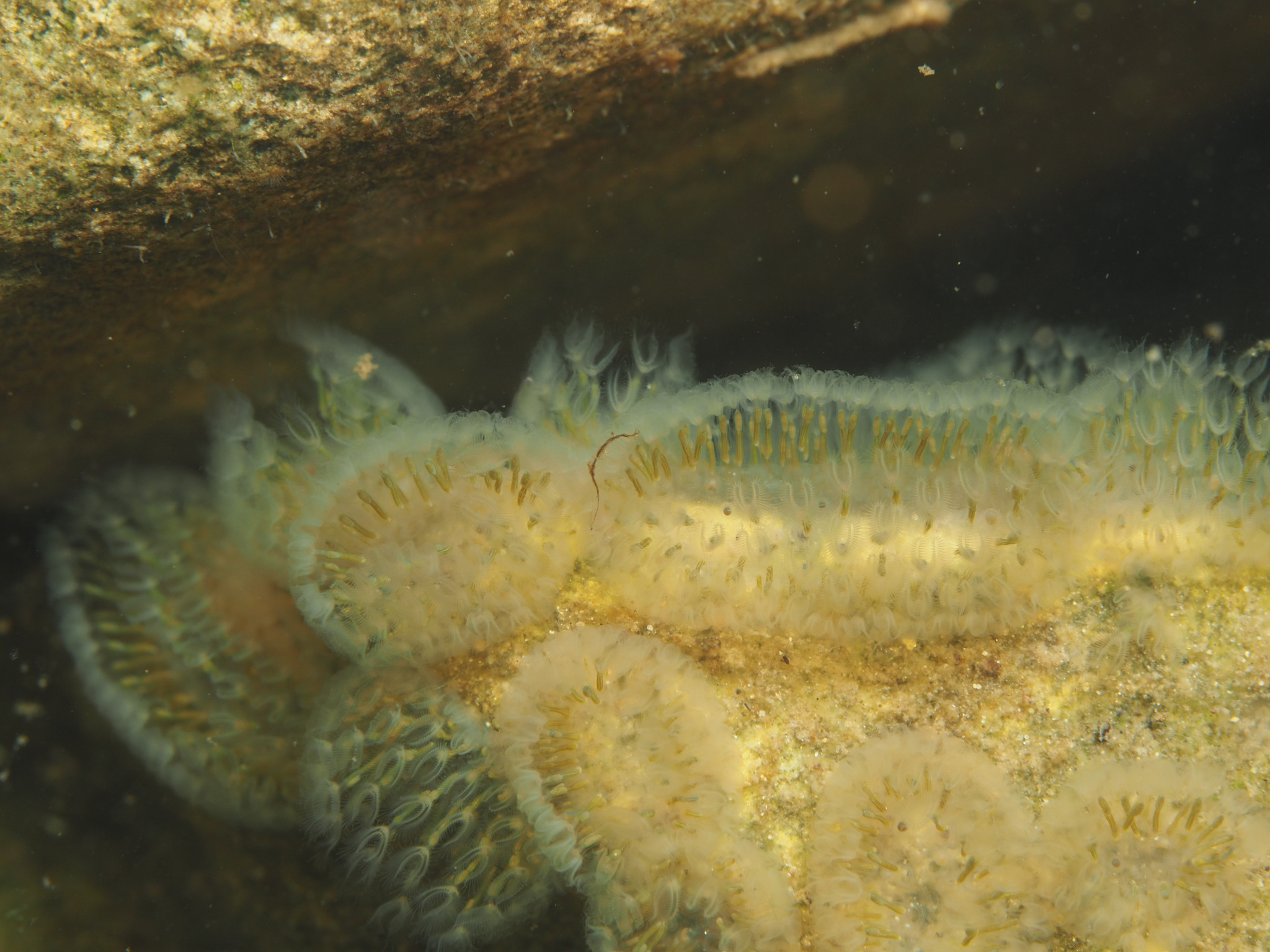 Cristatella mucedo Cuvier, 1798