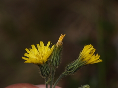Hieracium dysonymum