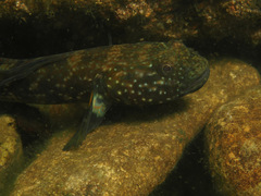 Tridentiger brevispinis