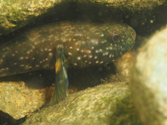 Tridentiger brevispinis