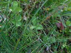 Trifolium pallescens