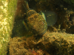 Tridentiger brevispinis