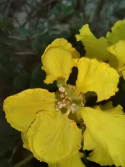 Stigmaphyllon ciliatum