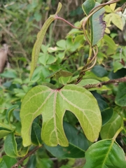 Aristolochia trilobata