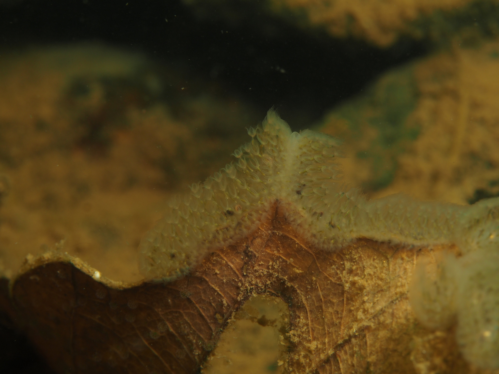 Cristatella mucedo Cuvier, 1798