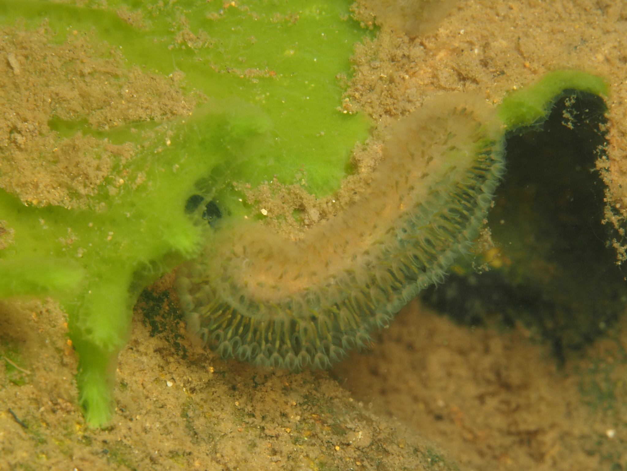 Cristatella mucedo Cuvier, 1798