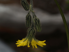 Hieracium dysonymum