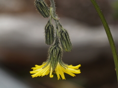 Hieracium dysonymum