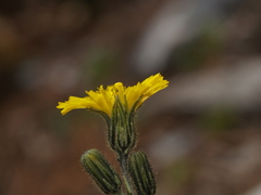 Hieracium dysonymum