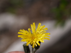 Hieracium dysonymum