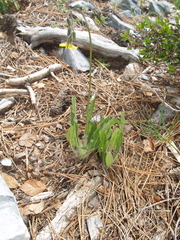 Hieracium dysonymum