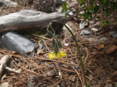 Hieracium dysonymum