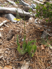 Hieracium dysonymum