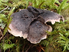 Hydnellum fuscoindicum