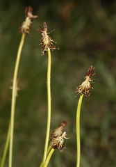 Carex nigricans