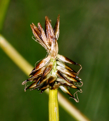 Carex nigricans