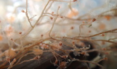 Ectopleura