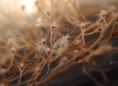 Ectopleura