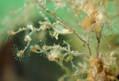 Ectopleura