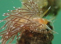 Sakuraeolis enosimensis