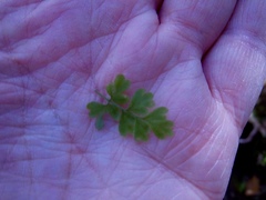 Anogramma leptophylla